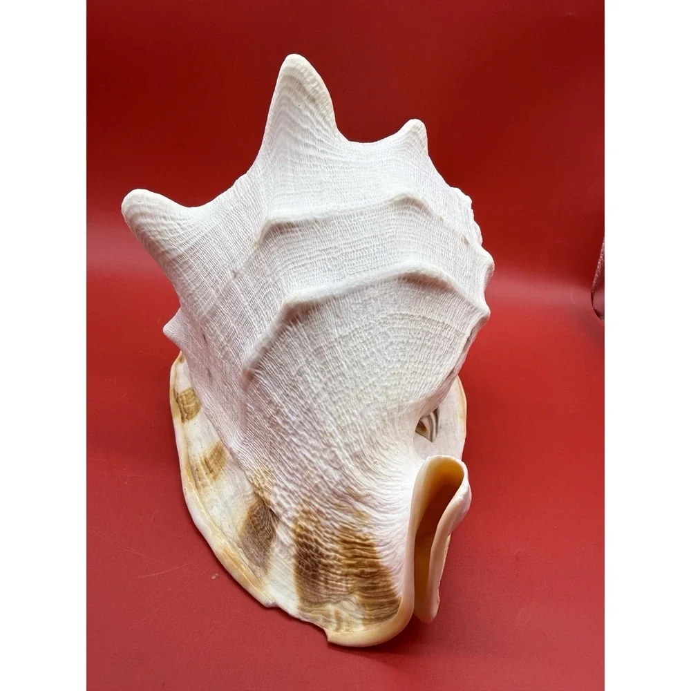 Seashell Cassis Cornuta Queen Horned Helmet Shell~ Large  9
